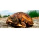 Tortugas Tortugas